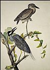 John James Audubon Yellow-Crowned Heron painting